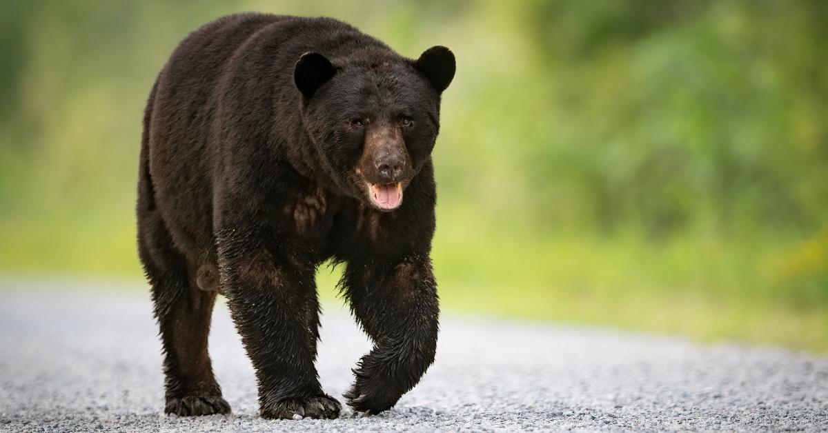 A black bear.