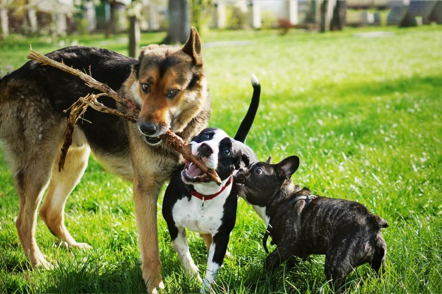 Three dogs, a German Shepherd, an American Staffordshire Terrier, and a French Bulldog, each bite a portion of a stick in a grassy field.