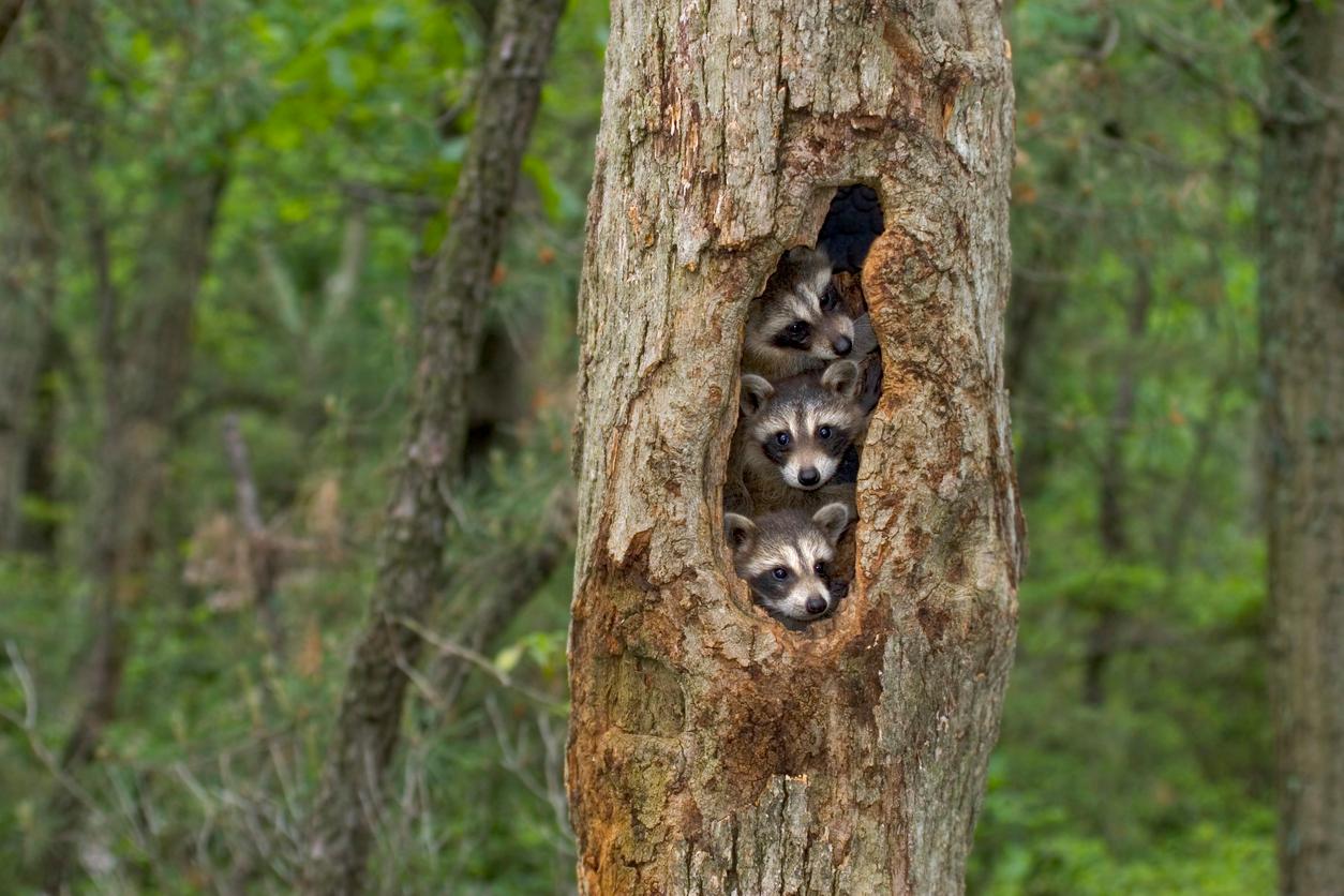 Three baby raccoons are huddled together inside a tree in a forrest.