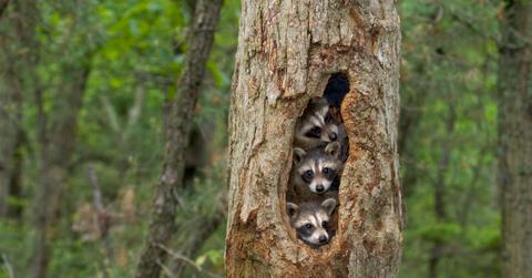 Three baby raccoons are huddled together inside a tree in a forrest.