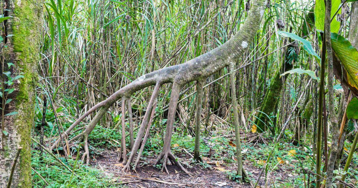 Socratea exorrhiza, the walking tree with stilt-like roots. (Representative Cover Image Source: Getty Images | Gaibru_photo)