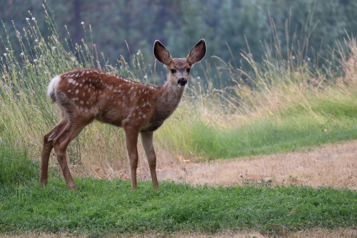 young deer with white spots in a meadow