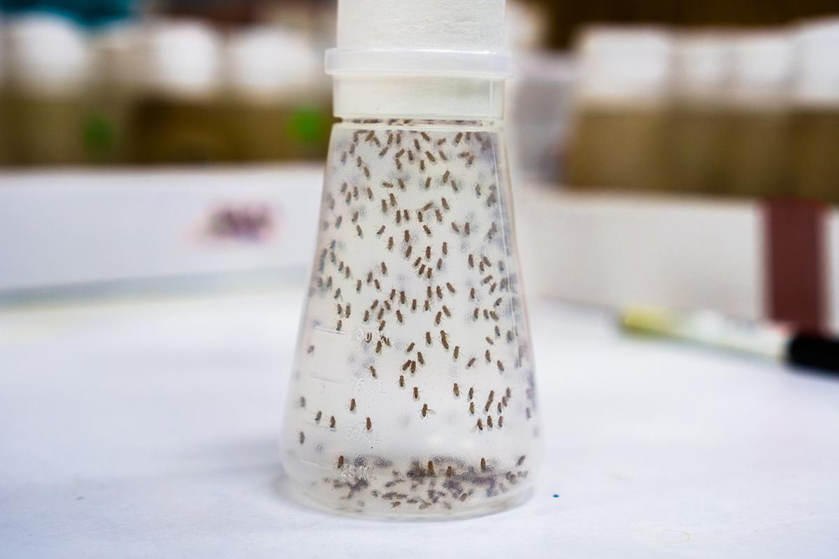 fruit fly trap bottle