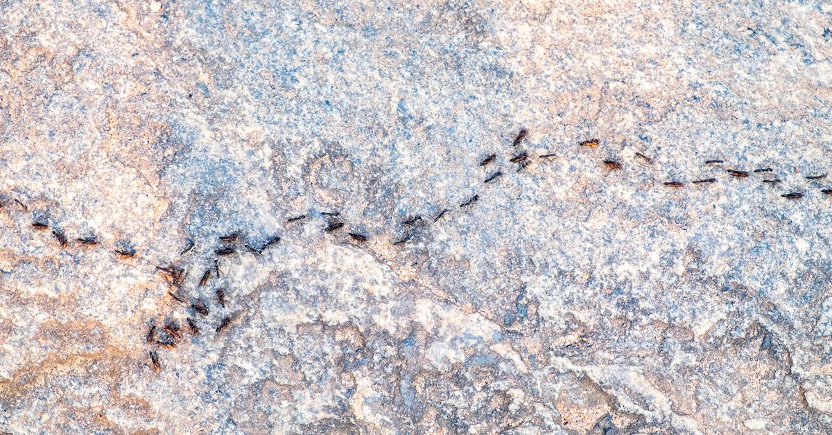 Ants crawling in a line on the ground