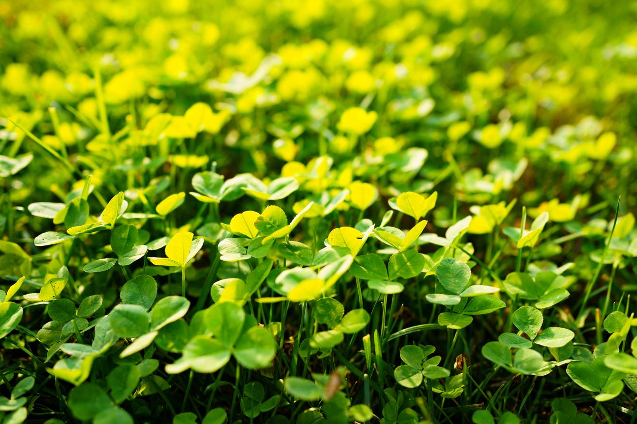 Close up of a clover lawn