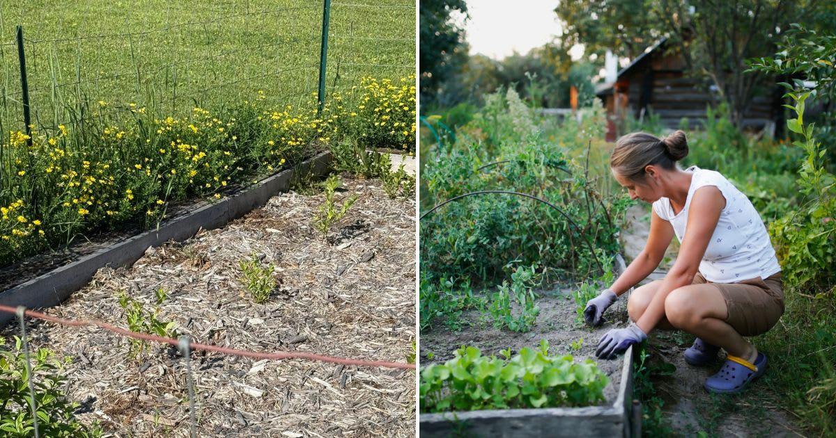 (L) A flowerbed surrounded by flowering weeds. (Cover Image Source: X | @Nutmegbunny9) | (R) A woman taking care of her raised flower beds. (Representative Cover Image Source: Getty Images |Natalia Lebedinskaia)