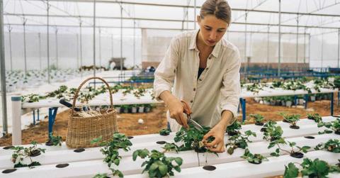 Scientist grows veggies and herbs in a unique greenhouse in Antarctica. (Representative Cover Image Source: Pexels | Anna Tarazevich)