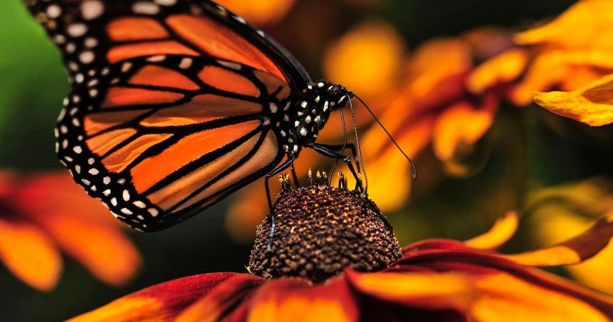 Monarch Butterfly on a Black Eyed-Susan Flower, pollinating using his proboscis (Representative Cover Image Source: Getty Images | Carlos E Serrano)