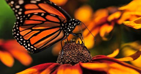 Monarch Butterfly on a Black Eyed-Susan Flower, pollinating using his proboscis (Representative Cover Image Source: Getty Images | Carlos E Serrano)