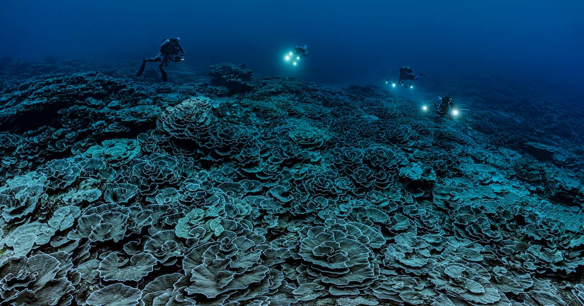 new coral reef tahiti ocean