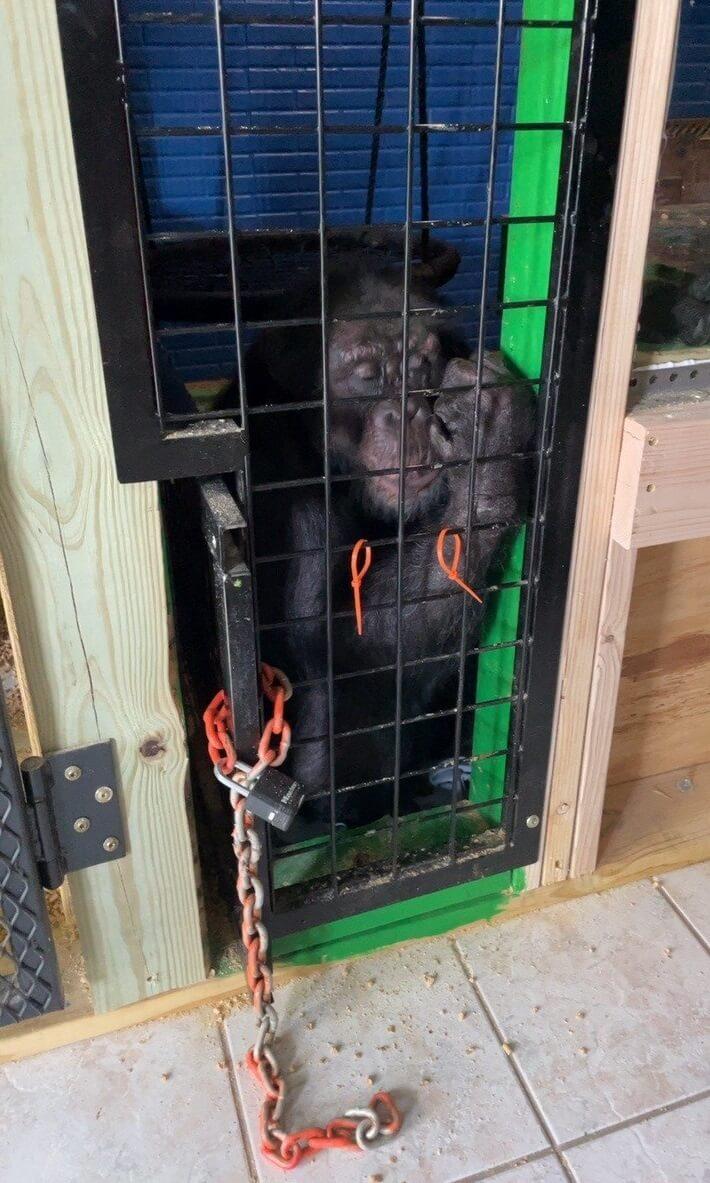 Tonka the chimpanzee