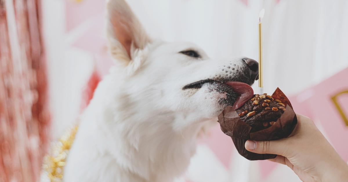 Dog eating a cupcake.