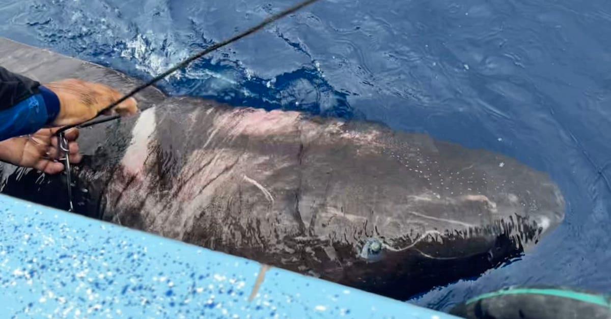 Greenland Shark Discovered in Caribbean, Out of Its Natural Habitat