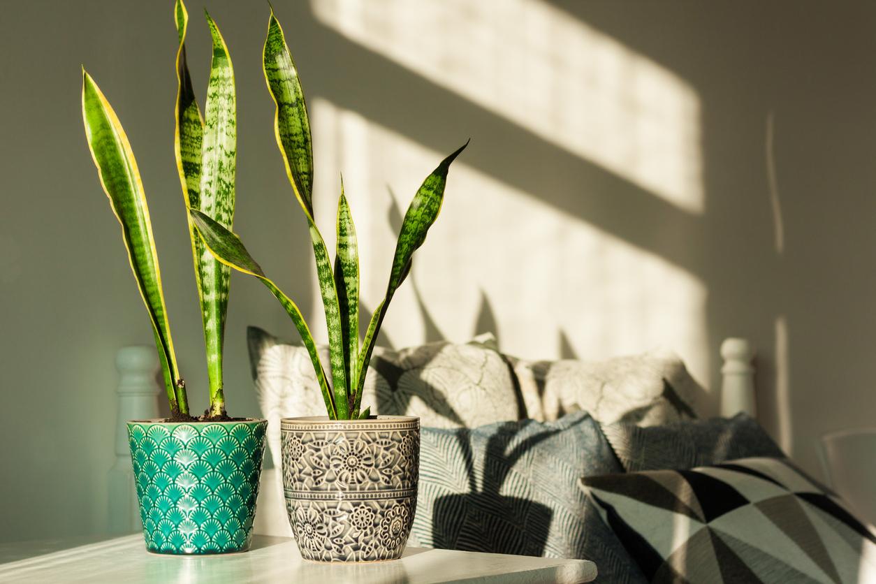 Two snake plants in pots in the sunlight