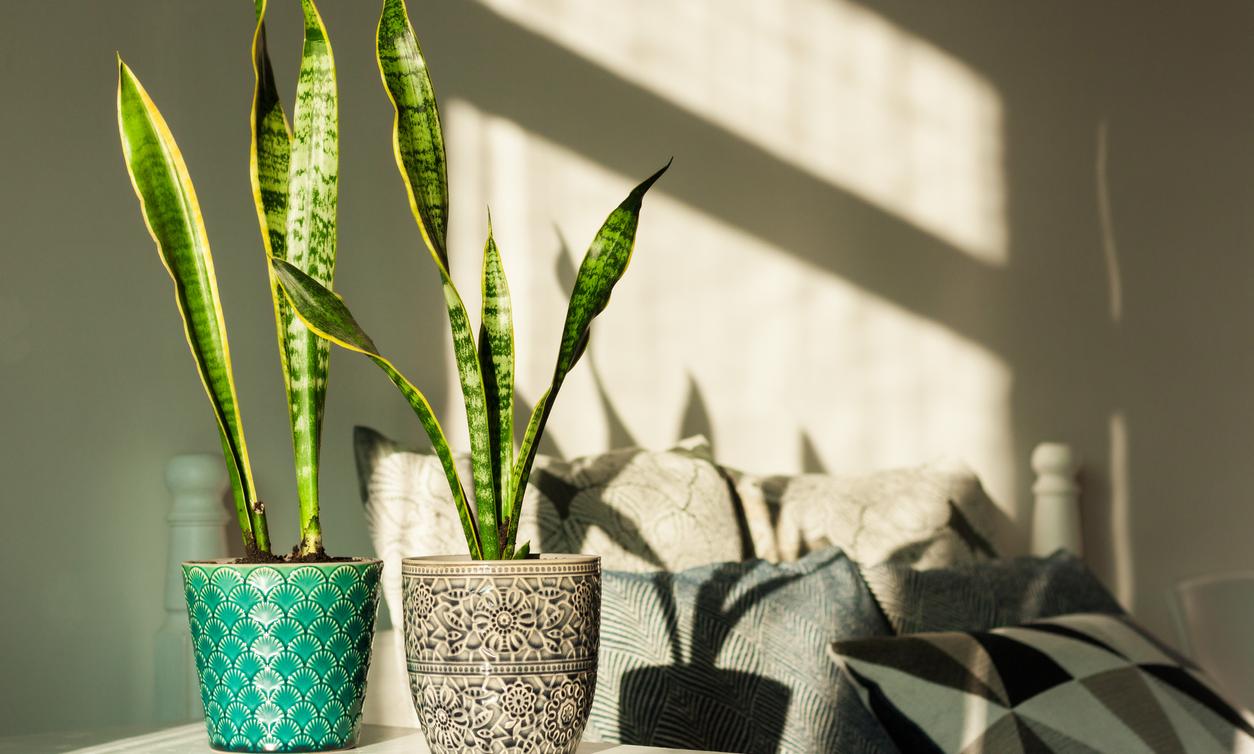The Best Indoor Plants for Direct Sunlight