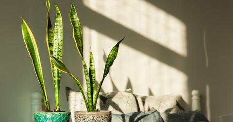 Two snake plants in pots in the sunlight