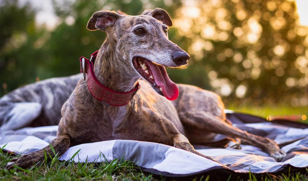 An older Greyhound laying on a blanket outside. 