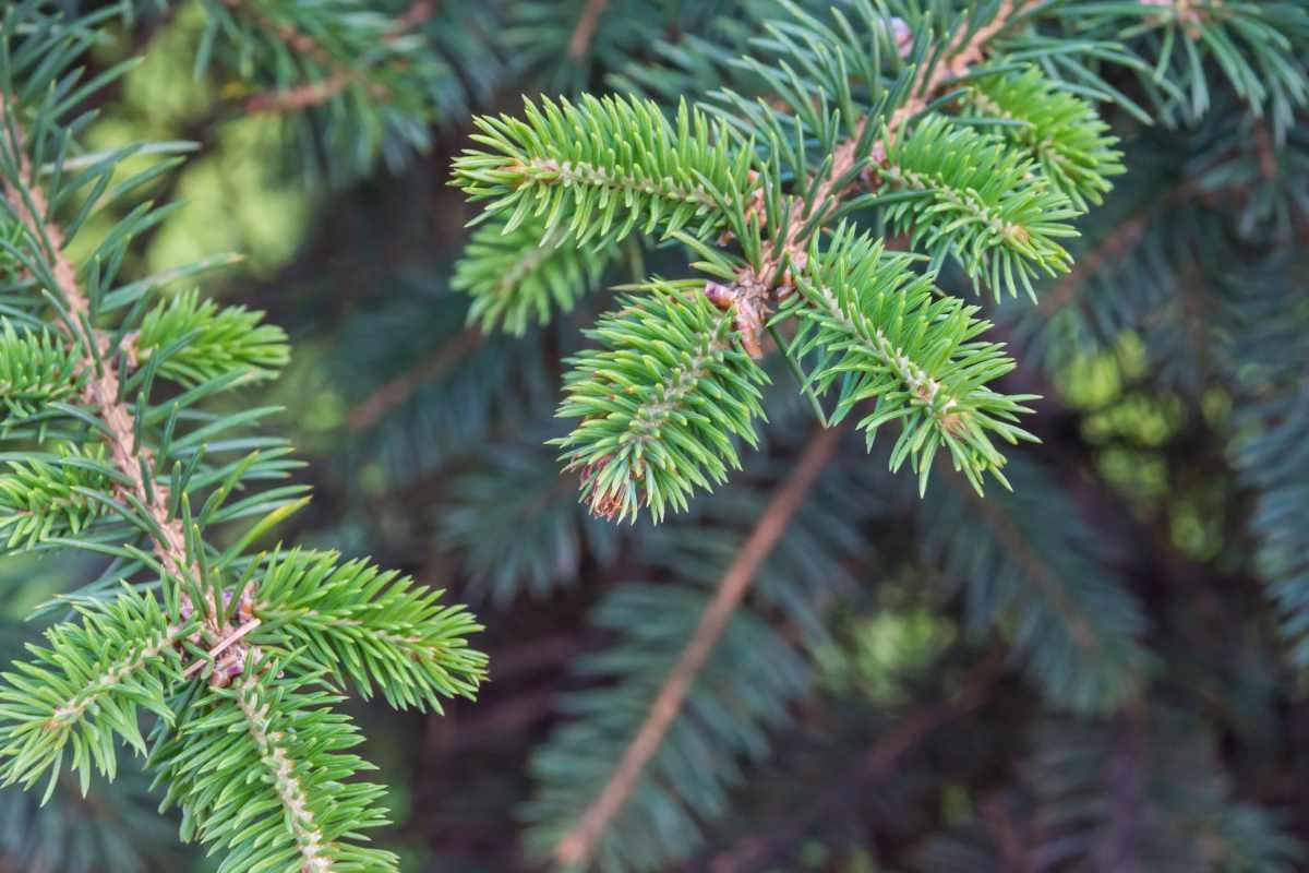 pn/aadcce c f abd fccb