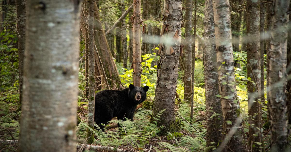 New Jersey's bear hunt continues amid controversy, lawsuits - WHYY