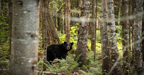 New Jersey Bear Hunt