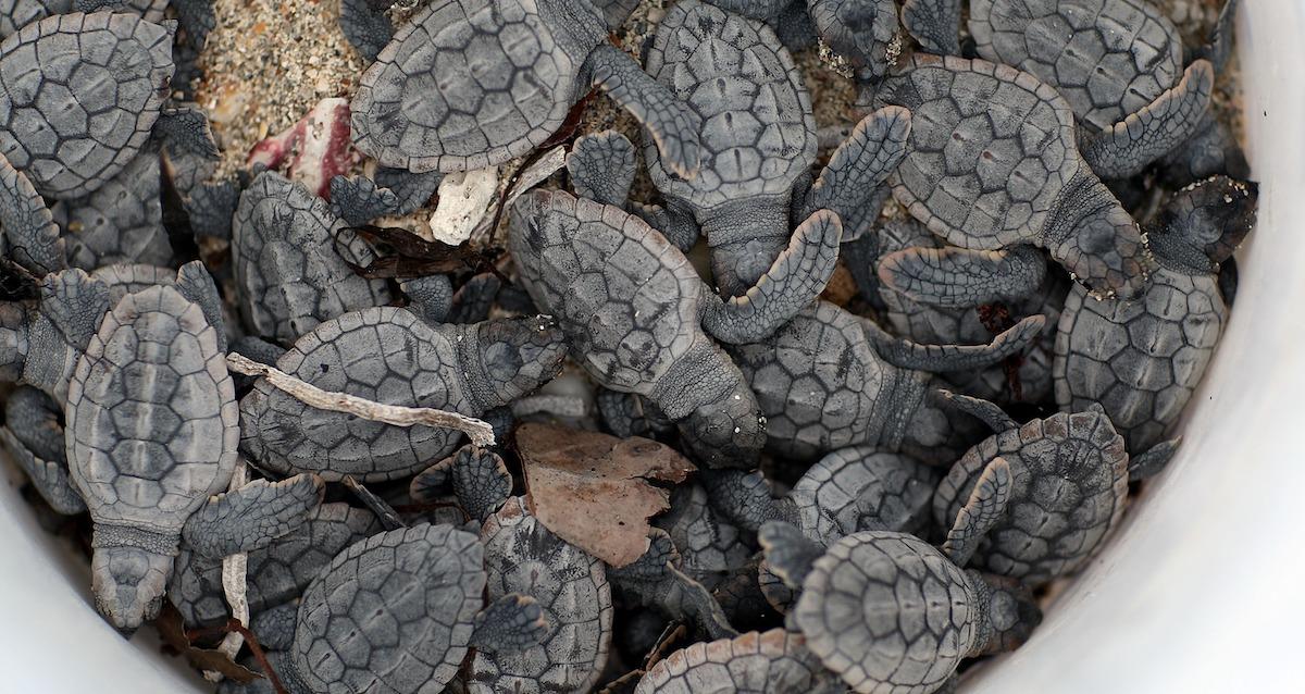 Turtles Hatching