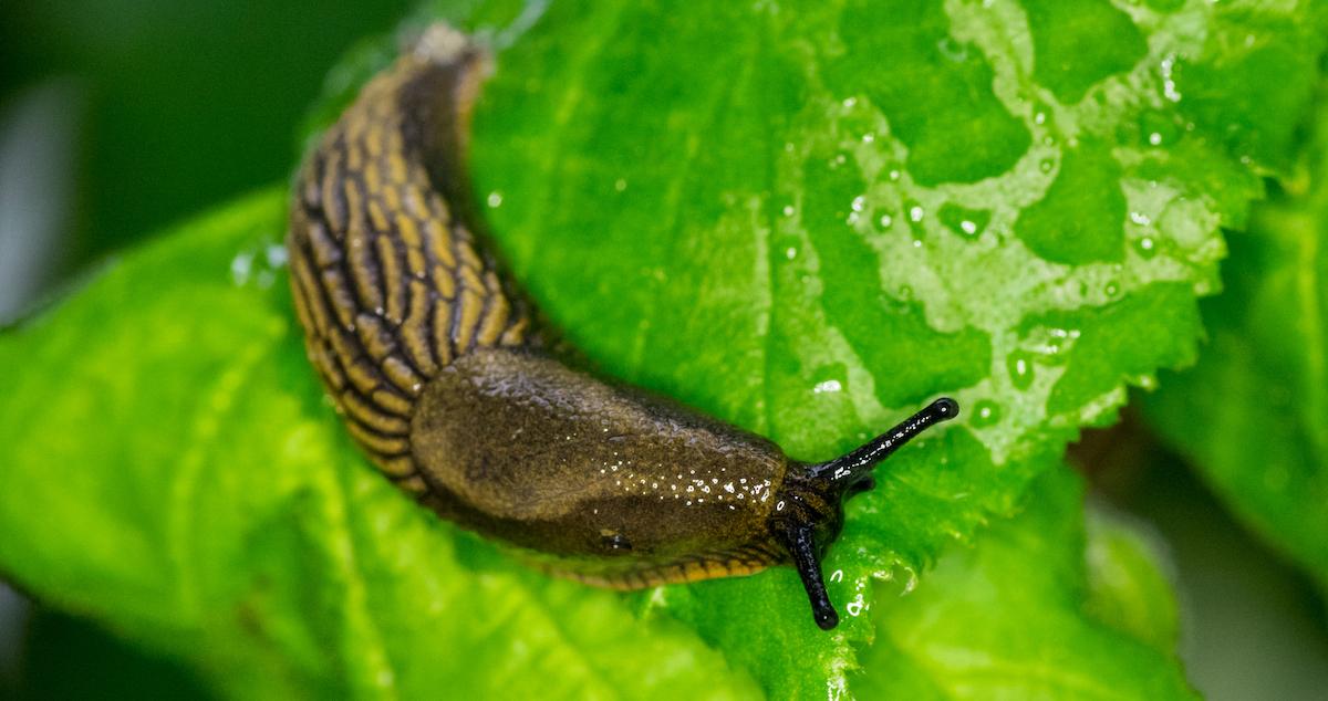 Why Does Salt Kill Slugs