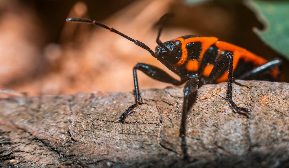 A boxelder bug on a branch.