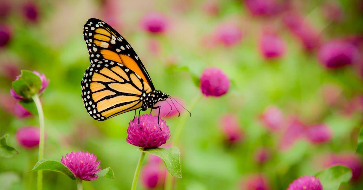 Monarch butterfly on a purple clover.