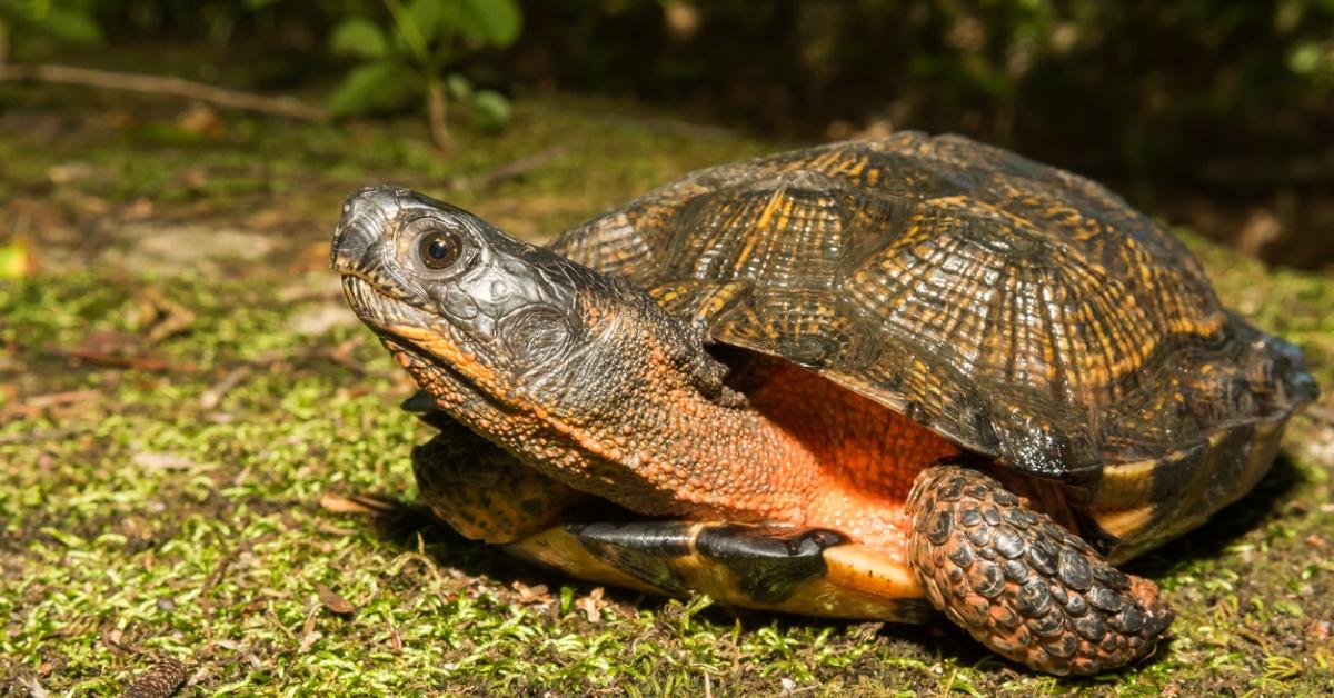 A wood turtle. 