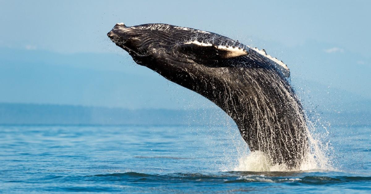 A humpback whale breaches, flying out of the water and into the air