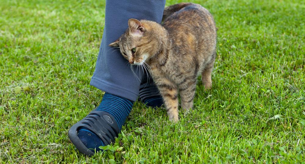 A cat rubbing against someone's leg.