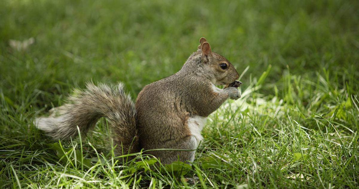 Gray squirrel snacking on a nut in the grass.