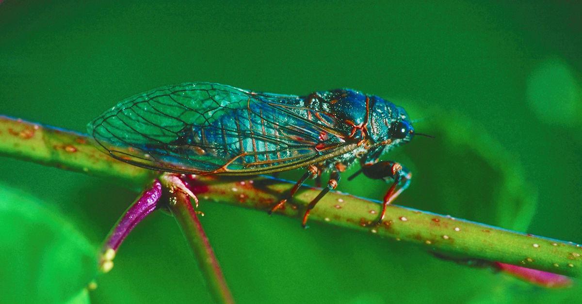 How Long Will Cicadas Last In Tennessee 2024 Bella Carroll