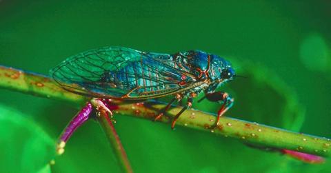 When will cicadas go away?