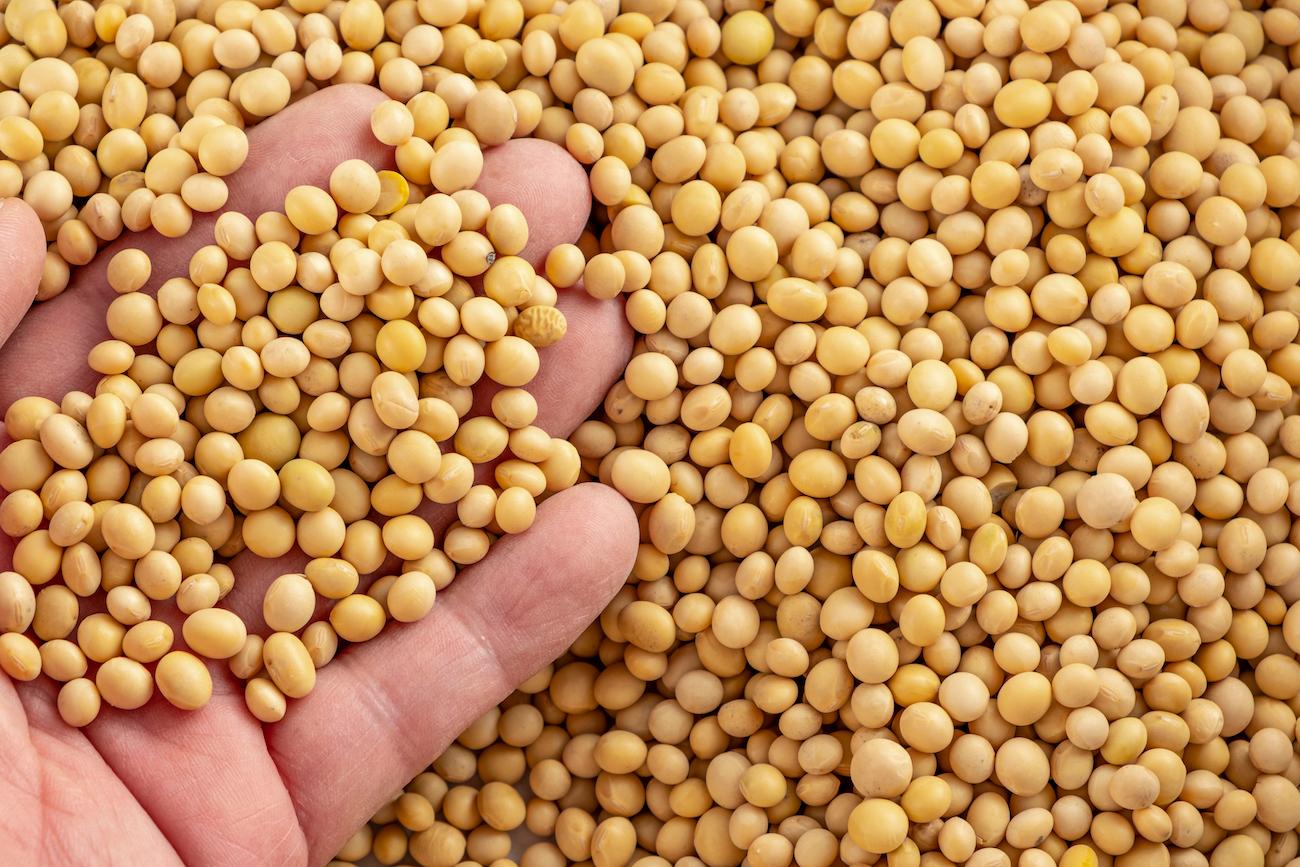 A person's hand holding soy beans.