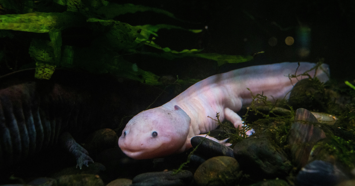 A pink axolotl swims under water