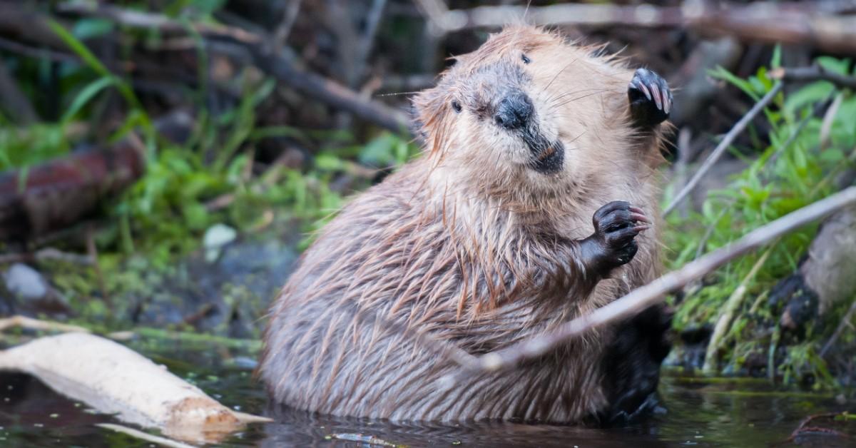 A happy looking beaver smiling in the water