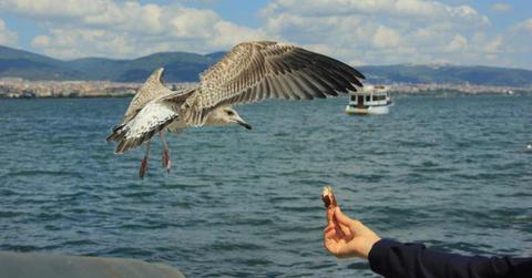 A person feeding bread to a seagull. (Representative Cover Image Source: Pexels | Semanur Polat)