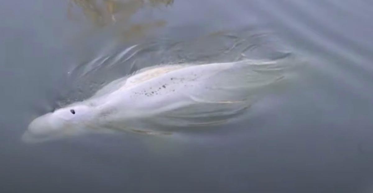 Beluga whale trapped France's Seine River dies