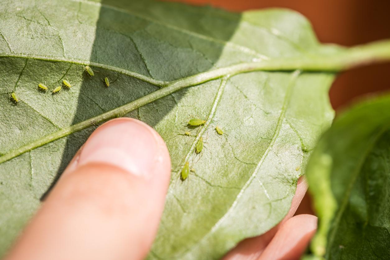 Close up of a person holding an aphid-infested leaf that's still attached to a plant.