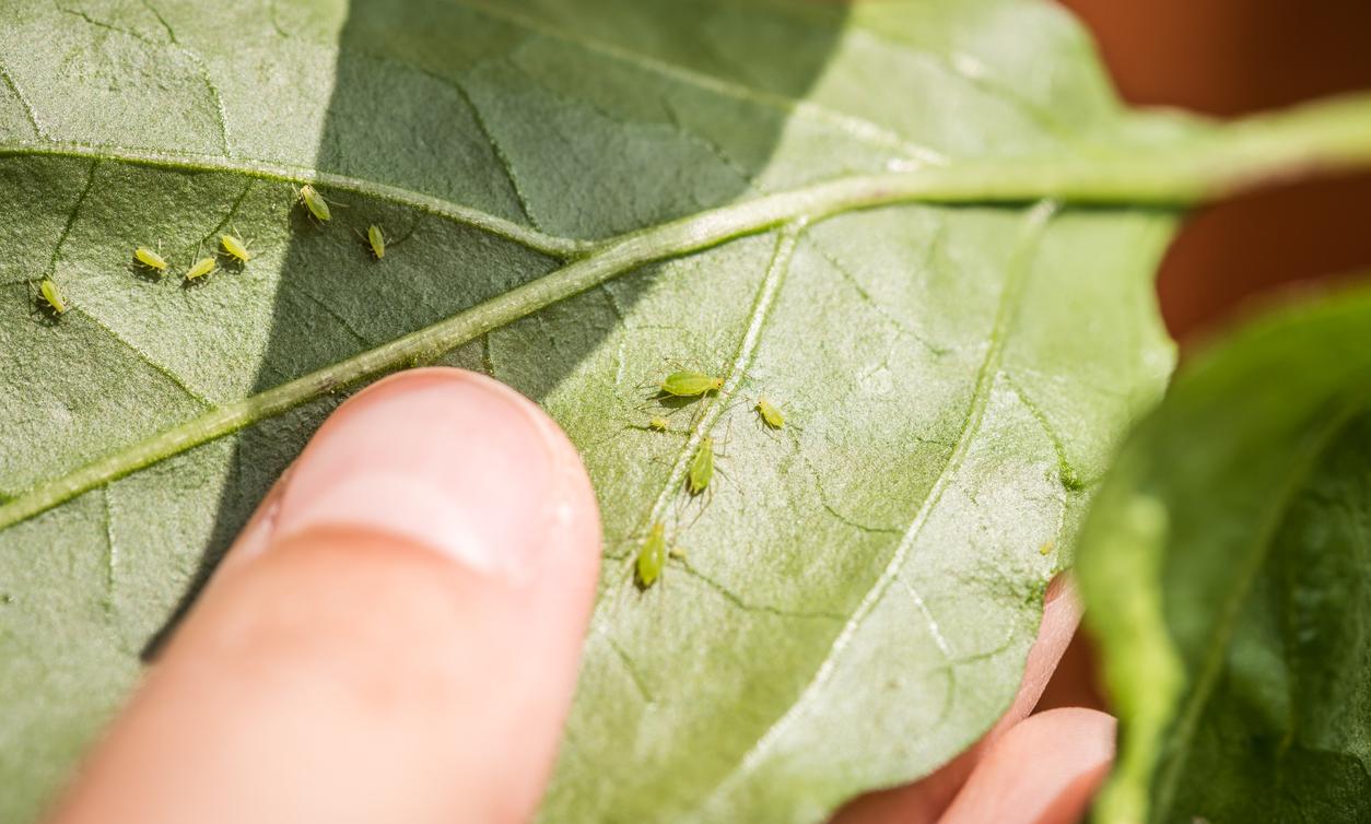 How to Get Rid of Aphids Permanently in 3 Ways