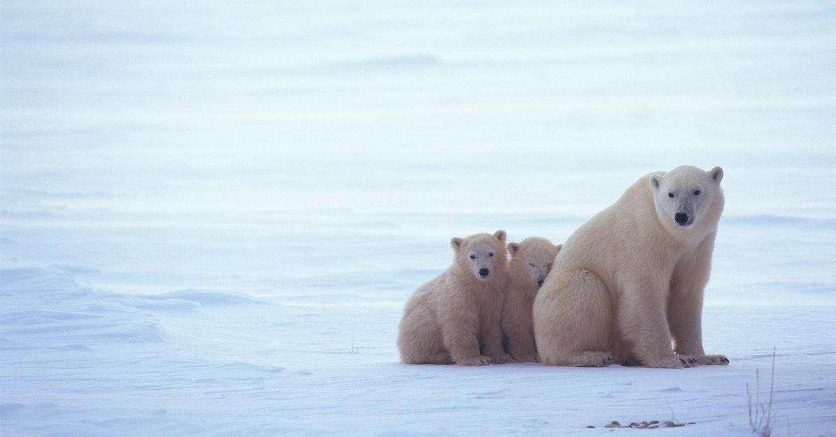 arctic refuge