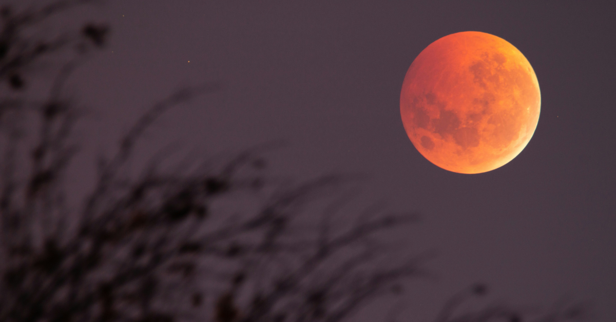 A bright orange blood moon can be seen through the trees