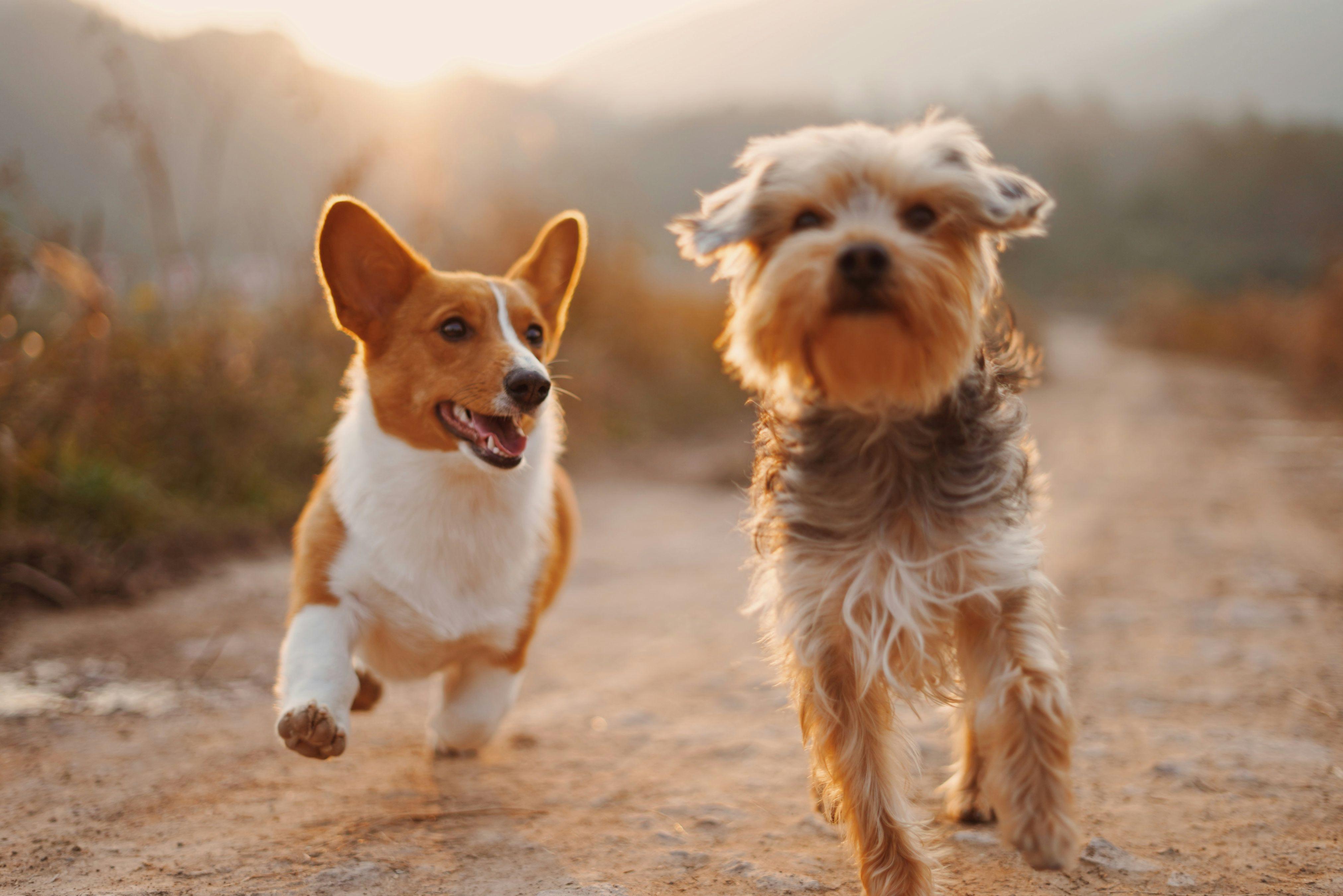 A Yorkshire Terrier and a Corgi run together on a dirt path.