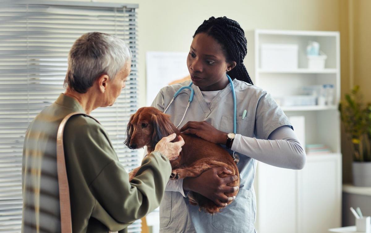 Why Do Dogs Hide Treats? This Could Be Why