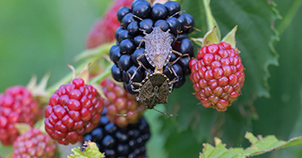 Stink Bugs Climate Change