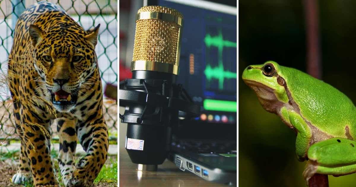 (L) A jaguar roaring, (C) A microphone recording sounds, (R) A frog croaking while on a tree branch. (Representative Cover Image Source: Pexels | (L) Yigithan Bal, (C) Seej Nguyen, (R) Pixabay)