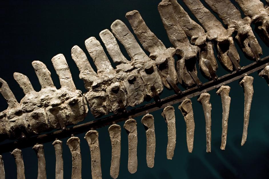 The Dinosaur Bones in Museums May Not Always Be Original
