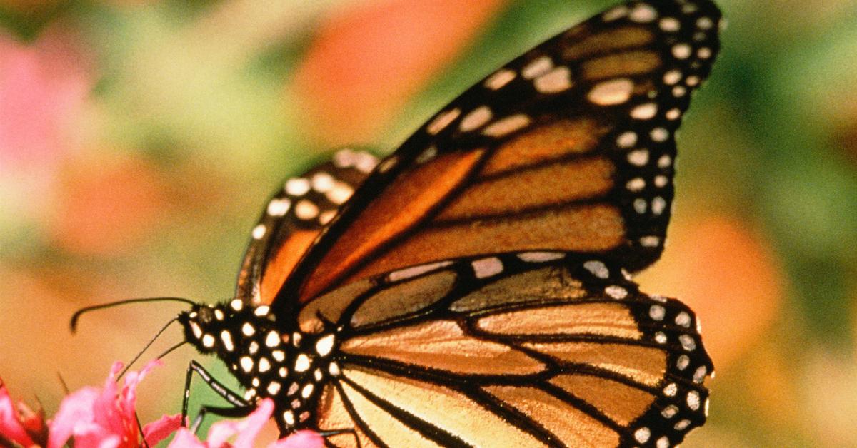 Close-up photograph of a monarch butterfly. 