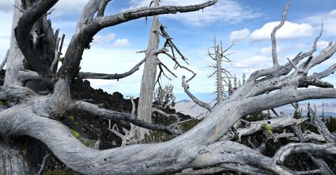 whitebark pine tree esa